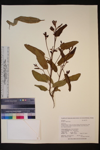 Eucalyptus citriodora image